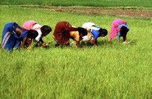 dependency on aggriculture in Rural India is the main cause behind poverty